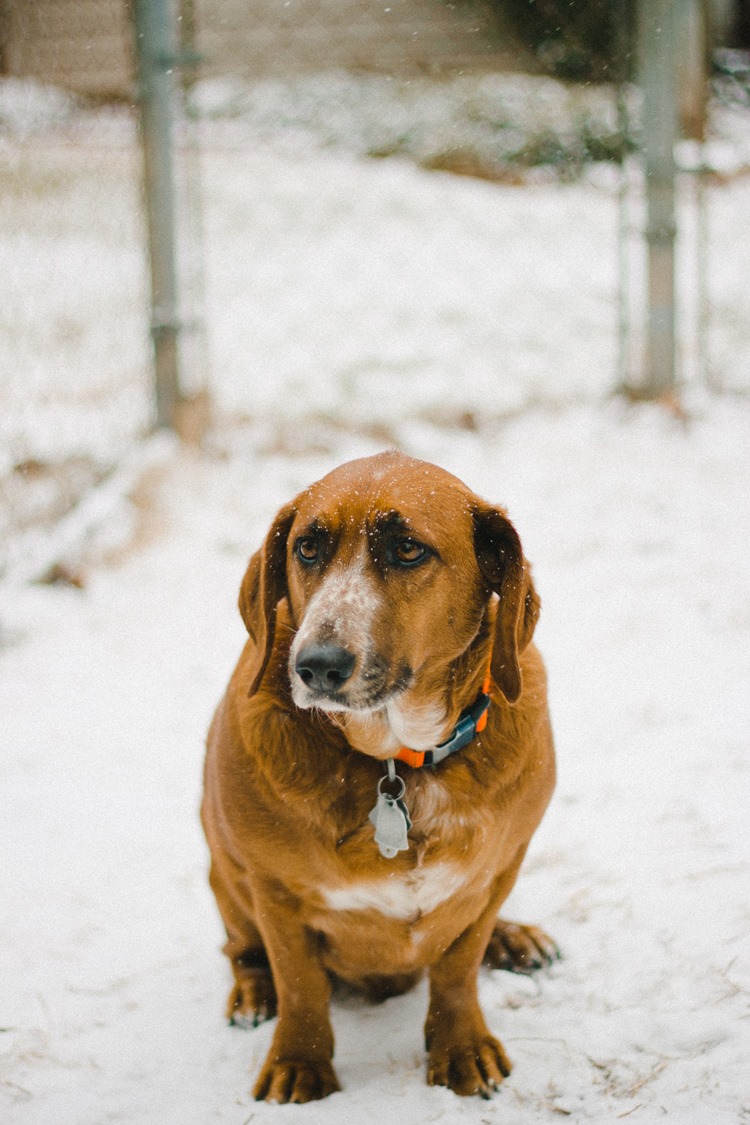 And Then Winter Came / Hannah Rose Beasley